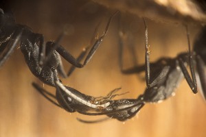 Camponotus cruentatus 9, [Blog] Les Camponotus cruentatus de Couloucha