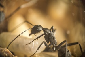 Camponotus cruentatus 10