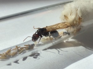 Fondation de Messor barbarus