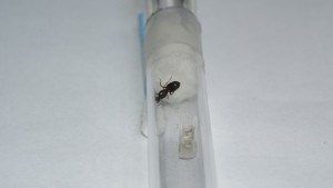 Gyne Lasius sp (sûrement brunneus)