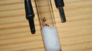 Myrmica sp