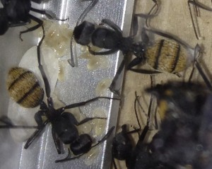 Larves de Camponotus fulvopilosus
