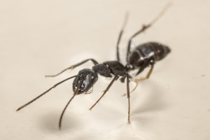 Camponotus vagus 6