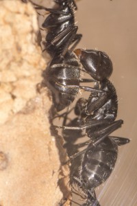 Camponotus vagus 8