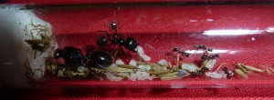 Messor barbarus : vue d'ensemble., Présentation de mes Messor barbarus