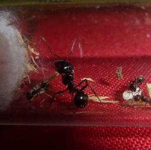 Messor barbarus : un beau média., Présentation de mes Messor barbarus