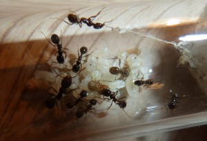 Messor barbarus : le couvain., Présentation de mes Messor barbarus