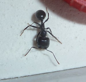 Messor barbarus : dans l'ADC., Présentation de mes Messor barbarus