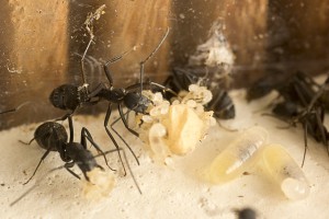 Camponotus cruentatus déménagement 2, [Blog] Les Camponotus cruentatus de Couloucha