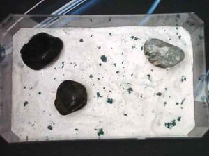 Premier nid plexi., Snapshot 2.jpg