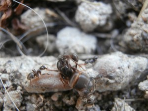 Gyne 5 morte, est donnée pour les autres colonies. Ne savant pas quoi en faire ! XD, [Blog] Le début d'une grande histoire - Lasius cf niger