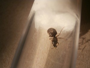 Nouvelle gyne, nouveau tube ! <br />Nous allons l’appeler Gyne numéro 5 aussi !, [Blog] Le début d'une grande histoire - Lasius cf niger