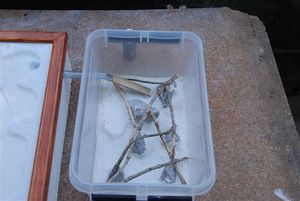 L'adc., Nid pour myrmica rubra