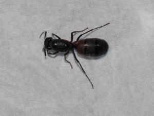 Gyne de haut, [Camponotus cruentatus] La résurrection