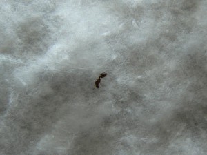 Photo 1, [Temnothorax sp.] petite gyne temnothorax sp ?