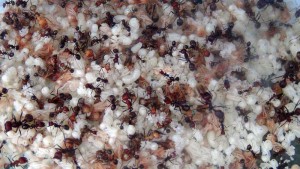 No comment ^^, [Q/R] Messor cephalotes