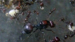 Reine Messor cephalotes, [Q/R] Messor cephalotes