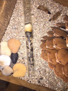 Camponotus vagus, **fin**[Blog] Camponotus vagus