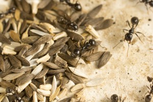 Messor barbarus 4, Les colonies de Couloucha