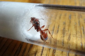 Photo à la mise en tube., [Blog] Manica rubida, attention les piqûres !