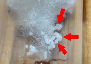 Mise en évidence., [Blog] Manica rubida, attention les piqûres !