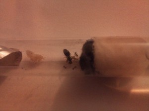 Petite reine., [Lasius sp. noire, Camponotus ligniperdus] Deux gynes forestières