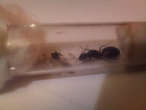 Pet... Grosse reine., [Lasius sp. noire, Camponotus ligniperdus] Deux gynes forestières