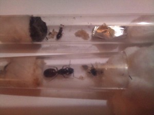 Les deux Cocottes., [Lasius sp. noire, Camponotus ligniperdus] Deux gynes forestières
