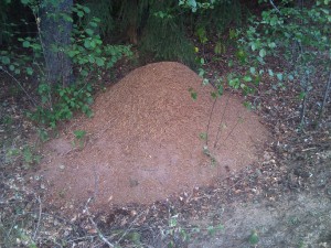...dans sa maison..., [Lasius sp. noire, Camponotus ligniperdus] Deux gynes forestières