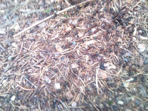 ...et ses amies..., [Lasius sp. noire, Camponotus ligniperdus] Deux gynes forestières