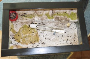 ADC vue de dessus, Ma colonie de Messor barbarus (déjà 6 ans en 2014)