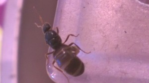 Gyne 2 gastre abîmée, Un nouveau départ