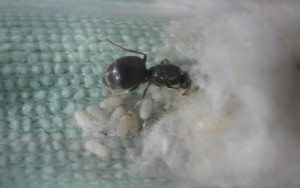 Gyne 2 *.* : Comme d'habitude, super ! Avec au moins 8 cocons ! (Si vous avez remarqué, les larves se sont transformées en cocons depuis le 25 ! \o/, [Blog] Le début d'une grande histoire - Lasius cf niger