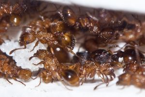 Myrmica sp ?, _MG_9288-2.jpg