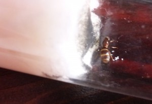 Madame 1., [Lasius] Demande de confirmation : Lasius niger