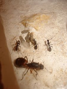 Les Camponotus de funkyben, DSC07901.JPG