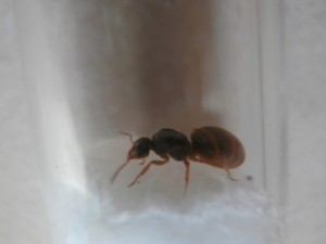 Profil, [Lasius sp. jaune] Gyne orangé