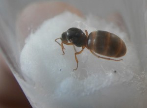 Face, [Lasius sp. jaune] Gyne orangé
