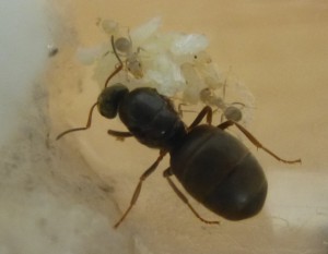 photo 2, 