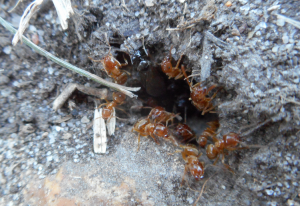 Tentative d'essaimage, [Q/R] Messor barbarus d'Eloa