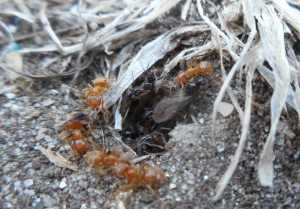 Tentative d'essaimage mâles, [Q/R] Messor barbarus d'Eloa