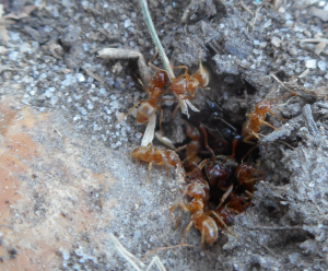 Tentative d'essaimage gyne, [Q/R] Messor barbarus d'Eloa