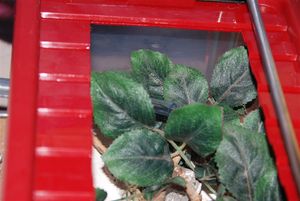 L'adc avec de la verdure, Nid pour myrmica rubra