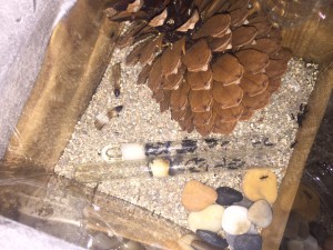 Colonie de C. vagus, **fin**[Blog] Camponotus vagus