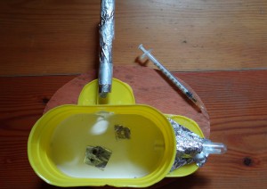 Nouveau tube., [Blog] Manica rubida, attention les piqûres !