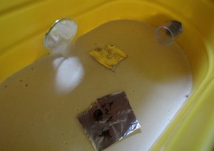 Le repas est servit !, [Blog] Manica rubida, attention les piqûres !