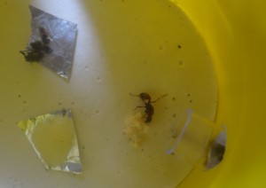 La gyne sur de la dinde hachée., [Blog] Manica rubida, attention les piqûres !