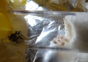 Les 6 larves., [Blog] Manica rubida, attention les piqûres !