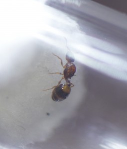 Gauche 2, [Themnothorax nylanderi] Grande interrogation...