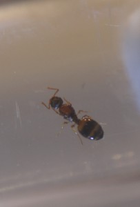 Dos de la fourmi, [Themnothorax nylanderi] Grande interrogation...